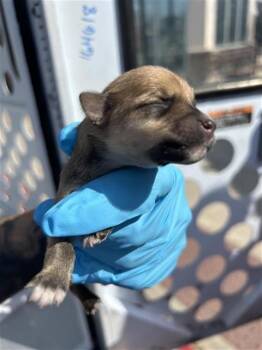 Terrier Dogs Available for Adoption in San Antonio, Texas - A809509 | PetCurious