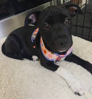 Staffordshire Bull Terrier and Australian Shepherd Dogs Available for Adoption in Davis, California - Lassen | PetCurious