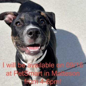 Ted -  Mixed Breed Dog for Adoption in Matteson, Illinois - Ted | PetCurious