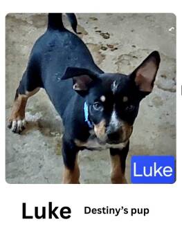 Rescue Rottweiler Dogs for Adoption in Manchester, Connecticut - Luke | PetCurious
