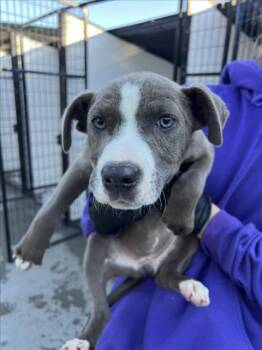 Rescue Pit Bull Terrier Dogs for Adoption in Woodland, California - *GREEN BEANS | PetCurious