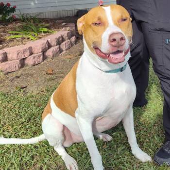 Loki -  Mixed Breed Dog for Adoption in Lake Panasoffkee, Florida - Loki | PetCurious