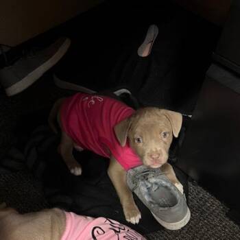 Cane Corso and Mixed Breed Dogs Available for Adoption in Dayton, Ohio - Luna | PetCurious