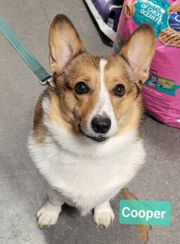 Corgi Dogs Available for Adoption in Richmond, Indiana - Cooper | PetCurious