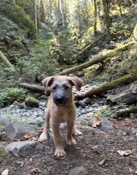 Garth -  Standard Poodle and Shepherd Dog for Adoption in Bothell, Washington - Garth | PetCurious