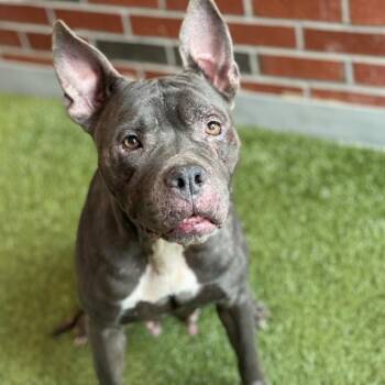 Pit Bull Terrier Dogs Available for Adoption in Edmond, Oklahoma - ROUSEY | PetCurious