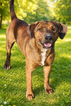 Beagle and Hound Dogs Available for Adoption - Jax - 29143 | PetCurious