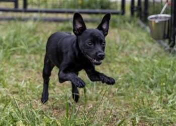 Australian Cattle Dog Blue Heeler and Mixed Breed Dogs Available for Adoption in West Chester, Pennsylvania - Naomi | PetCurious
