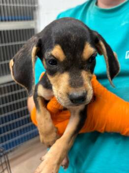 Aang -  Coonhound Dog for Adoption in Nacogdoches, Texas - Aang | PetCurious
