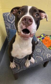 Styles (youngster) -  Pit Bull Terrier Dog for Adoption in Amherst, Virginia - Styles (youngster) | PetCurious