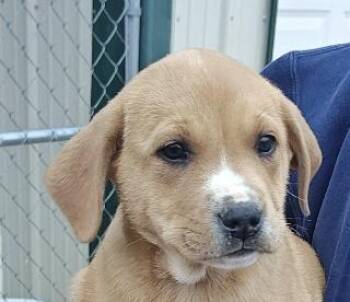 Yellow Labrador Retriever and Hound Dogs Available for Adoption - Cooper Olympians | PetCurious