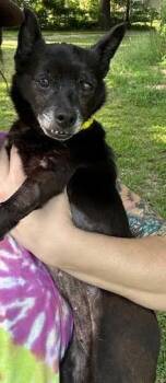 Schipperke and Chihuahua Dogs Available for Adoption - Ebby (Huliee) | PetCurious