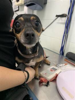 Chihuahua Dogs Available for Adoption in Corpus Christi, Texas - CHACHI | PetCurious