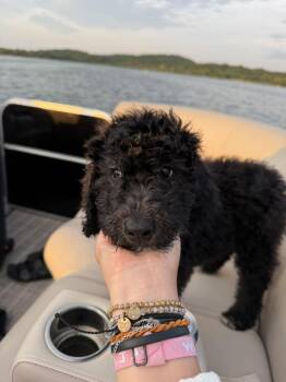 Lizzie McGuire -  Poodle and Labrador Retriever Dog for Adoption in Grafton, Wisconsin - Lizzie McGuire | PetCurious