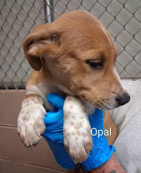 Opal -  Labrador Retriever Dog for Adoption in Maynardville, Tennessee - Opal | PetCurious