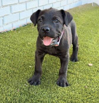 Gabriella -  Cane Corso and Mixed Breed Dog for Adoption in Henderson, Nevada - Gabriella | PetCurious