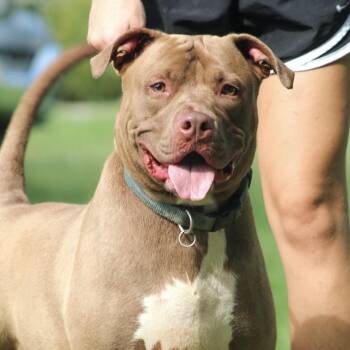 Rex -  Pit Bull Terrier Dog for Adoption in Columbia, South Carolina - Rex | PetCurious