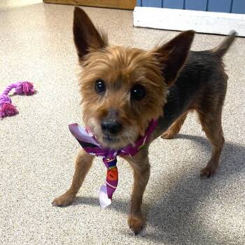 Sophie -  Yorkshire Terrier Dog for Adoption in Sunderland, Maryland - Sophie | PetCurious