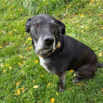 Amina -  Black Labrador Retriever Dog for Adoption in Binghamton, New York - Amina | PetCurious