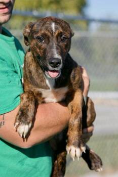 Dutch Shepherd Dogs Available for Adoption - Una | PetCurious