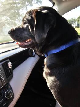 Rescue Black Labrador Retriever Dogs for Adoption in Saucier, Mississippi - DANDAN | PetCurious