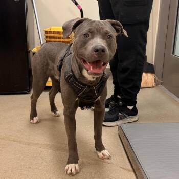 Pit Bull Terrier Dogs Available for Adoption - Joey | PetCurious