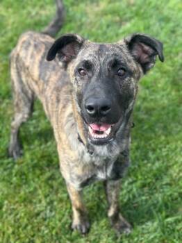 Rescue Tennessee Treeing Brindle Dogs for Adoption in Manteca, California - Brian | PetCurious