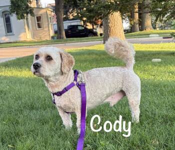 Kody - MN -  Cockapoo Dog for Adoption in Albert Lea, Minnesota - Kody - MN | PetCurious