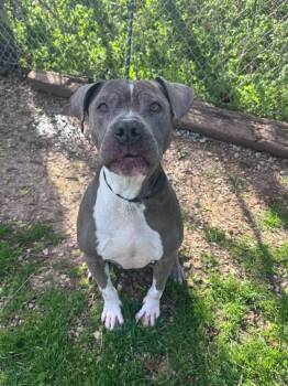 Pit Bull Terrier Dogs Available for Adoption in Russellville, Kentucky - Xena | PetCurious