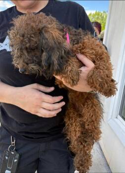 Miniature Poodle Dogs Available for Adoption in Kimberlin Heights, Tennessee - Zippy | PetCurious