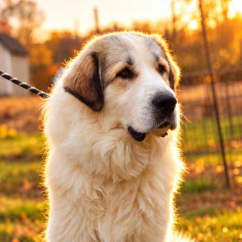 CT Biscuit -  Great Pyrenees and Mixed Breed Dog for Adoption in Stormville, New York - CT Biscuit | PetCurious