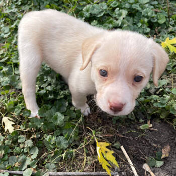 Rescue Labrador Retriever Dogs for Adoption in Minneapolis, Minnesota - Willa | PetCurious