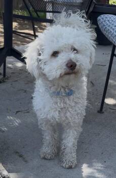 Beau -  Cockapoo and Mixed Breed Dog Available for Adoption in Severance, Colorado - Beau | PetCurious