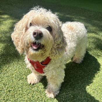 Bella -  Poodle Dog for Adoption in Huntington, New York - Bella | PetCurious