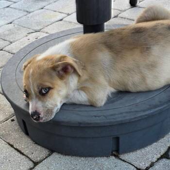 Mixed Breed Dogs Available for Adoption - Tater | PetCurious