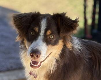 Rescue Australian Shepherd and Border Collie Dogs for Adoption in Weatherford, Texas - Nova | PetCurious