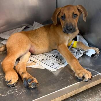 Wybie -  Shepherd Dog for Adoption in Edinburg, Texas - Wybie | PetCurious