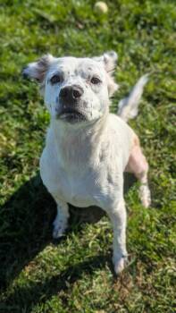 Rescue Mixed Breed Dogs for Adoption in Benton Harbor, Michigan - Lucy | PetCurious