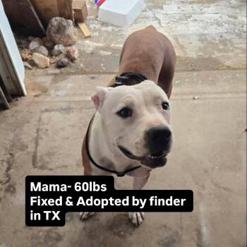 Pit Bull Terrier and Mixed Breed Dogs Available for Adoption in Parker, Colorado - 627 (2026) Luna | PetCurious