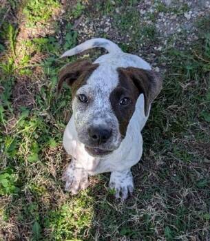 Basset Hound and American Bully Dogs Available for Adoption - Indian Bones | PetCurious