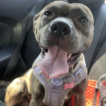 Halo -  Pit Bull Terrier Dog for Adoption in Greensboro, North Carolina - Halo | PetCurious