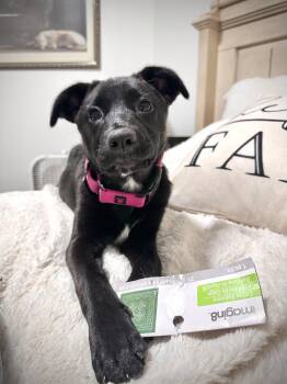 Roo -  Australian Shepherd and Black Labrador Retriever Dog for Adoption in Sammamish, Washington - Roo | PetCurious