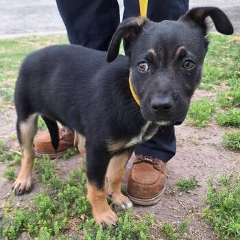 Terrier and Dachshund Dogs Available for Adoption in Austin, Texas - Deebo | PetCurious