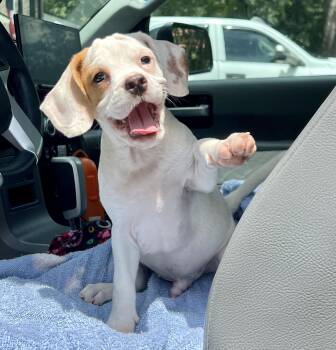 Fred -  Mixed Breed Dog for Adoption in Mount Pleasant, South Carolina - Fred | PetCurious