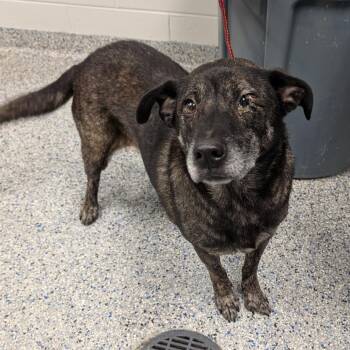 Joffrey -  Shepherd and Mixed Breed Dog for Adoption in Greenville, South Carolina - Joffrey | PetCurious