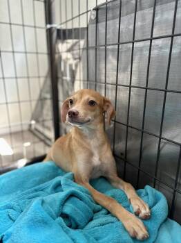 Lexie -  Chihuahua Dog for Adoption in Thompson Falls, Montana - Lexie | PetCurious