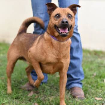 Rescue Terrier and Mixed Breed Dogs for Adoption in Austin, Texas - Danny DogVito JuM | PetCurious