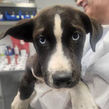 Moon -  Retriever and Mixed Breed Dog for Adoption in Greenville, South Carolina - Moon | PetCurious