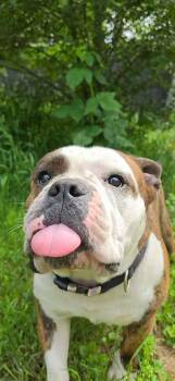Cabbage Roll -  English Bulldog Dog for Adoption in Minneapolis, Minnesota - Cabbage Roll | PetCurious