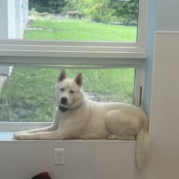 Harvey -  Husky Dog for Adoption in Middletown, New York - Harvey | PetCurious